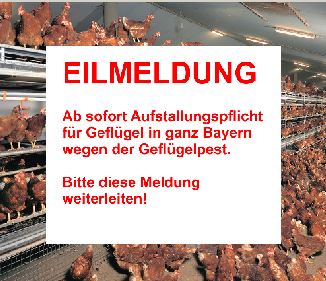 Aufstallungspflicht für Geflügel in ganz Bayern