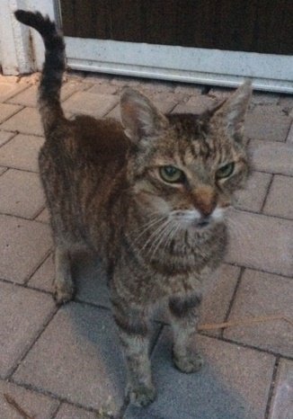 Katze am Altwegering in Isen zugelaufen